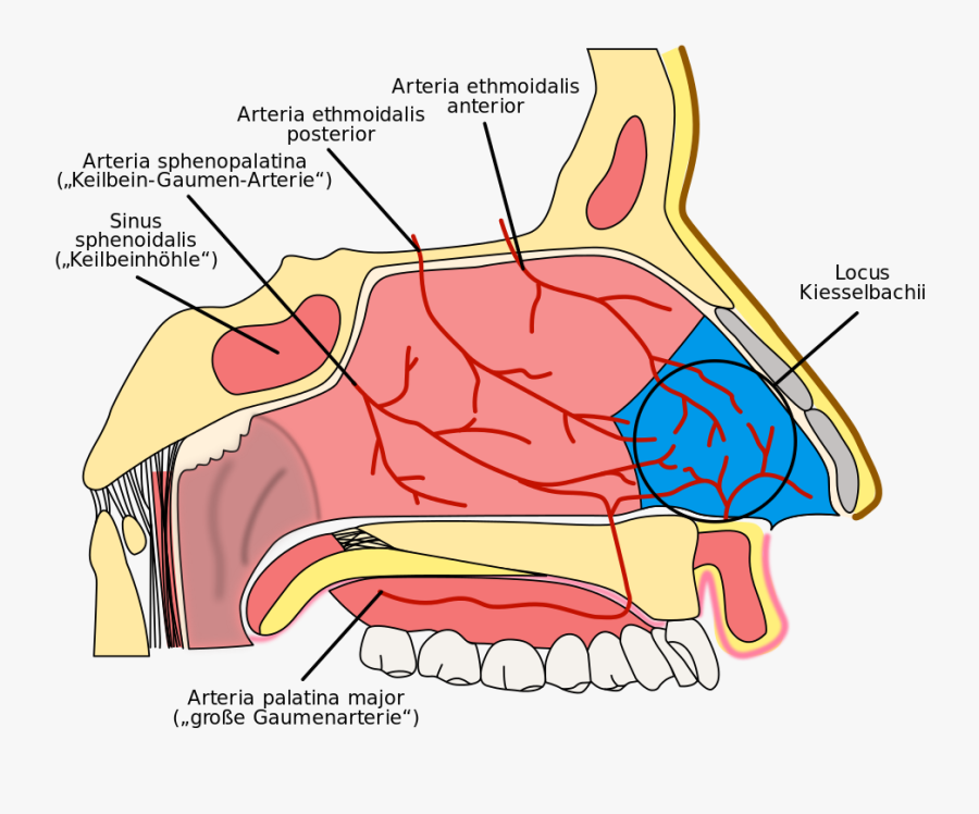 Clip Art Kiesselbachs Plexus - Irrigacion De La Nariz, Transparent Clipart