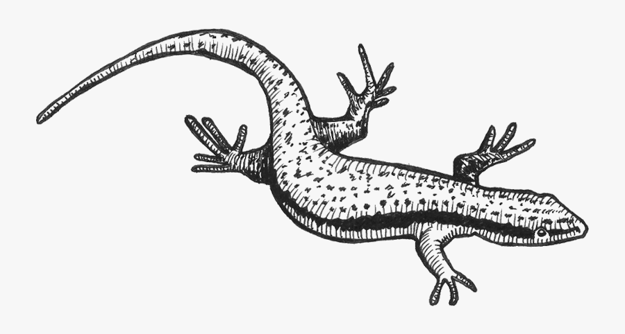 Newt Drawing Wall - Wall Lizard, Transparent Clipart