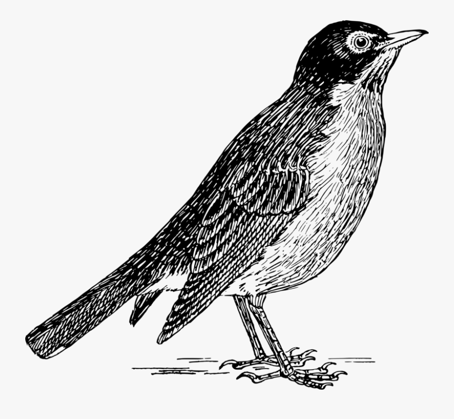 Perching Bird,wildlife,old World Flycatcher - Robin Clipart Black And White, Transparent Clipart