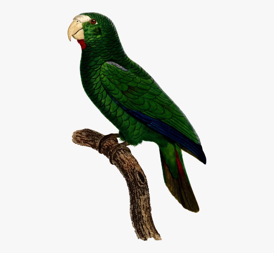 Macaw,parrot,lorikeet - Hispaniolan Amazon, Transparent Clipart