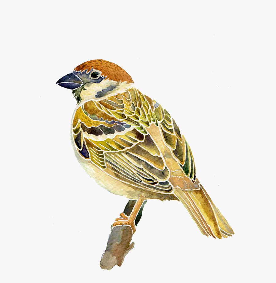 Watercolor Sparrow, Transparent Clipart