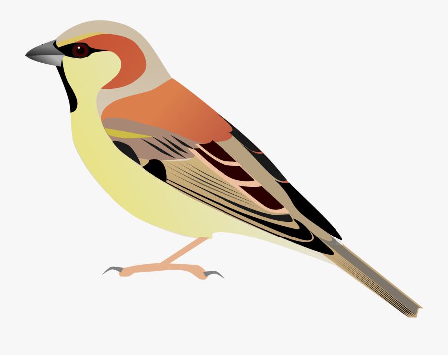 Transparent Watercolor Bird Png - Passer Flaveolus, Transparent Clipart