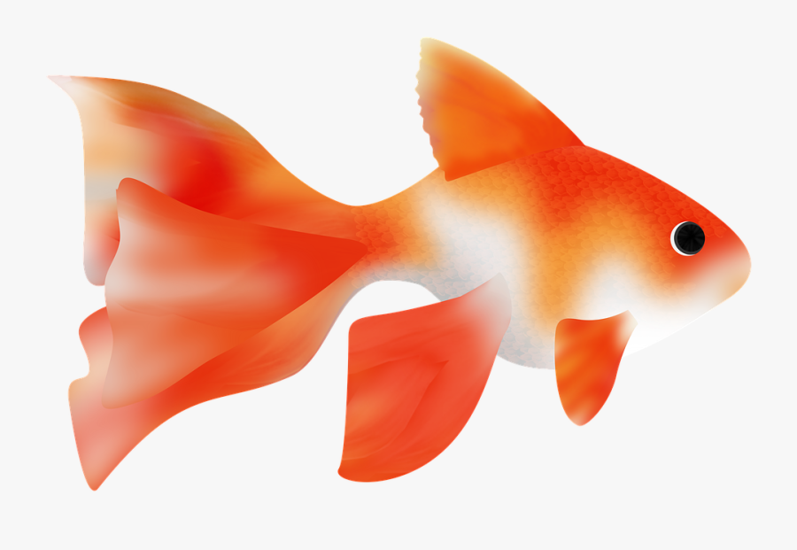 Png Pez 7 » Png Image - Fish, Transparent Clipart