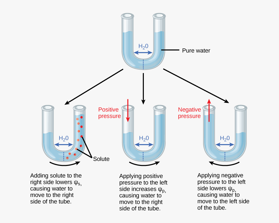 Lower Water Potential - Lower Solute Potential Means, Transparent Clipart