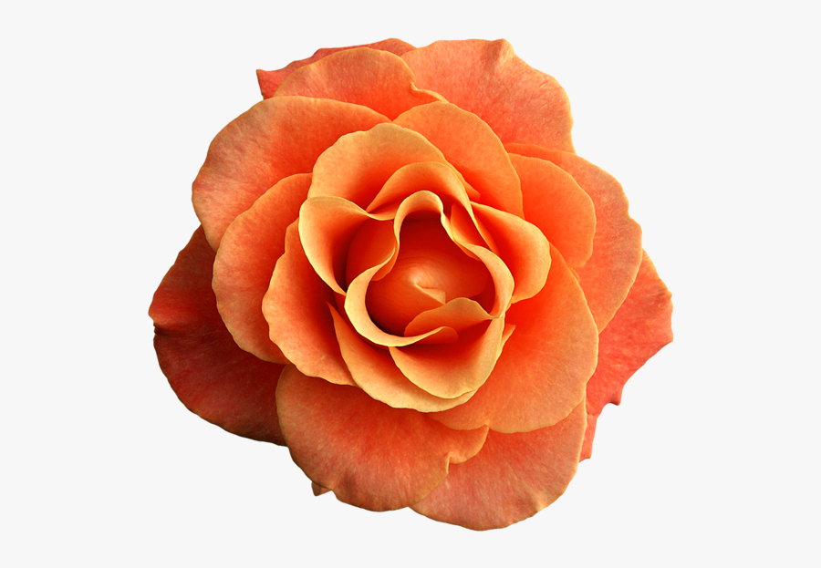 Transparent Orange Rose Png, Transparent Clipart