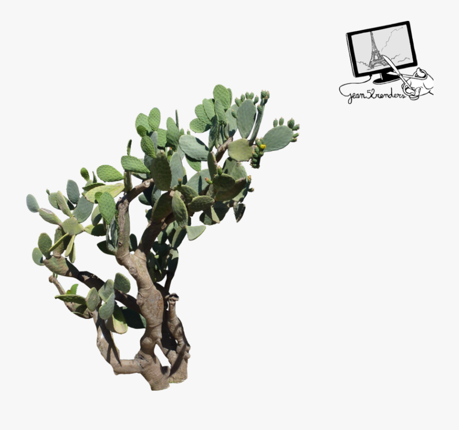 Fig Tree Png, Transparent Clipart
