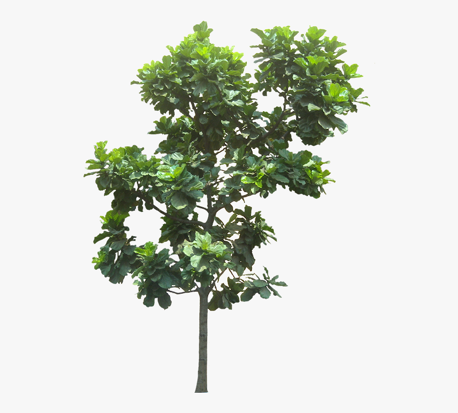 Pin By Putichai Sam On Tree Cut Out/ Cambodian Plants - Fig Tree Cut Out, Transparent Clipart