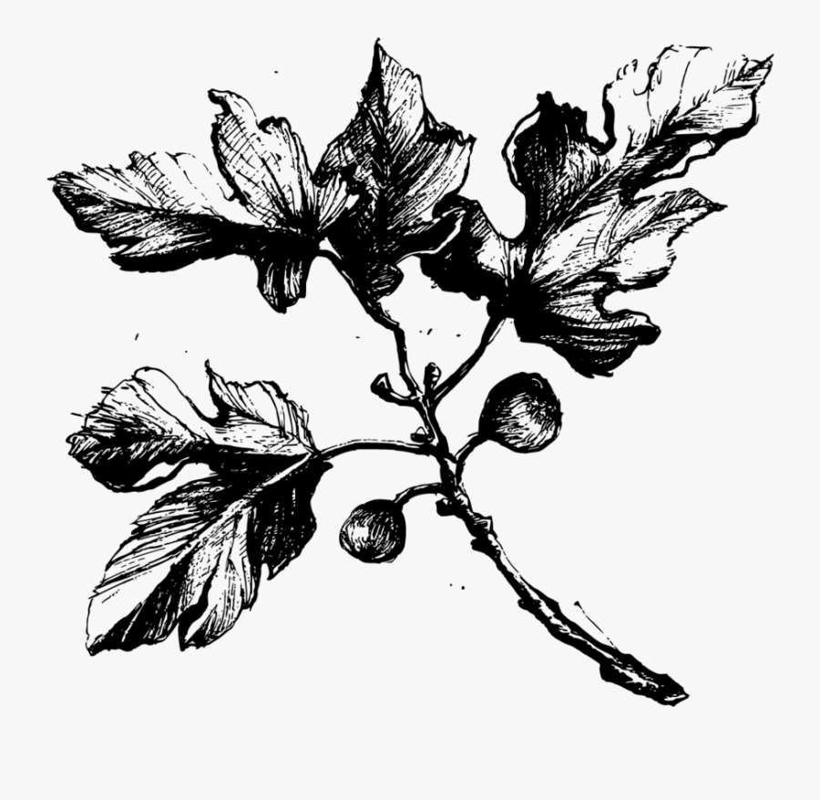 Fig Tree Black And White , Png Download - Illustration, Transparent Clipart