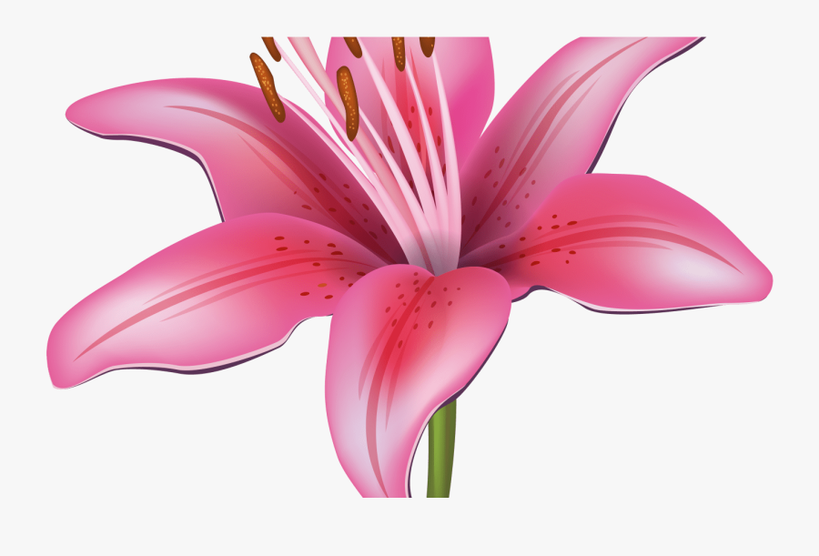 Lily Flower Vector Png, Transparent Clipart