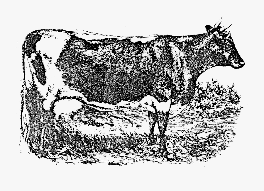 Transparent Cow Spots Png - Dairy Cow, Transparent Clipart