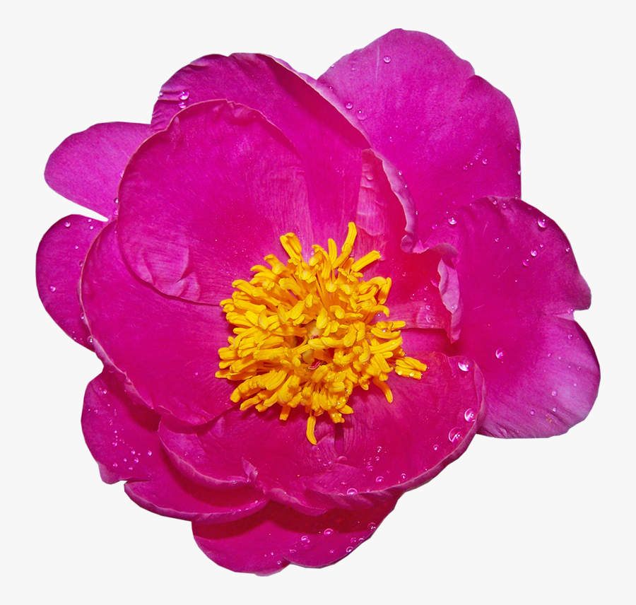 Png Kark Sayfa Süslemek Çin Çiçekler, Png Kulu Çiçekler - Common Zinnia, Transparent Clipart
