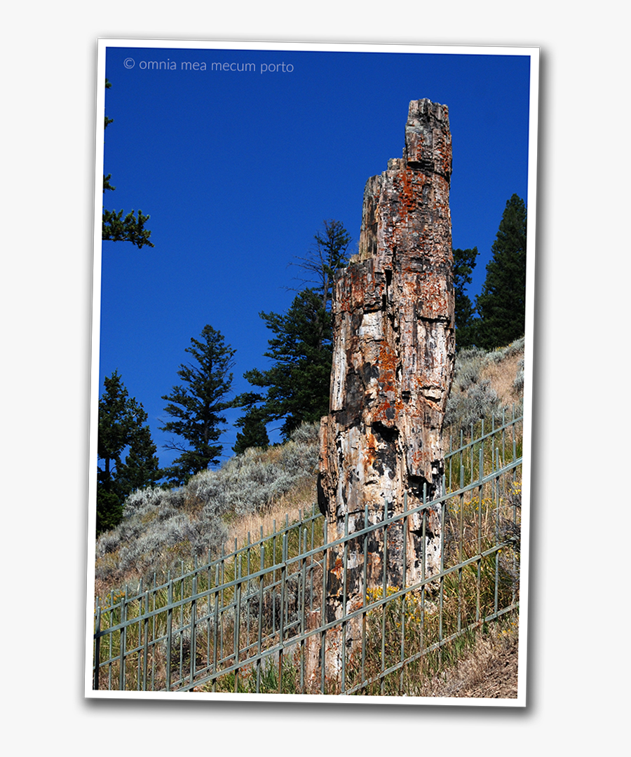 Clip Art Petrified Tree Yellowstone - Yellowstone National Park, Petrified Tree, Transparent Clipart