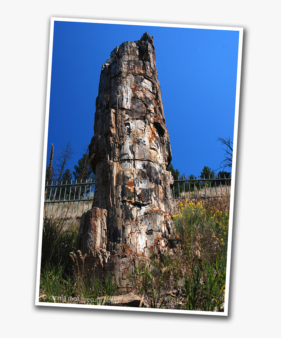 Clip Art Zwiedzanie Madzioblog - Yellowstone National Park, Petrified Tree, Transparent Clipart