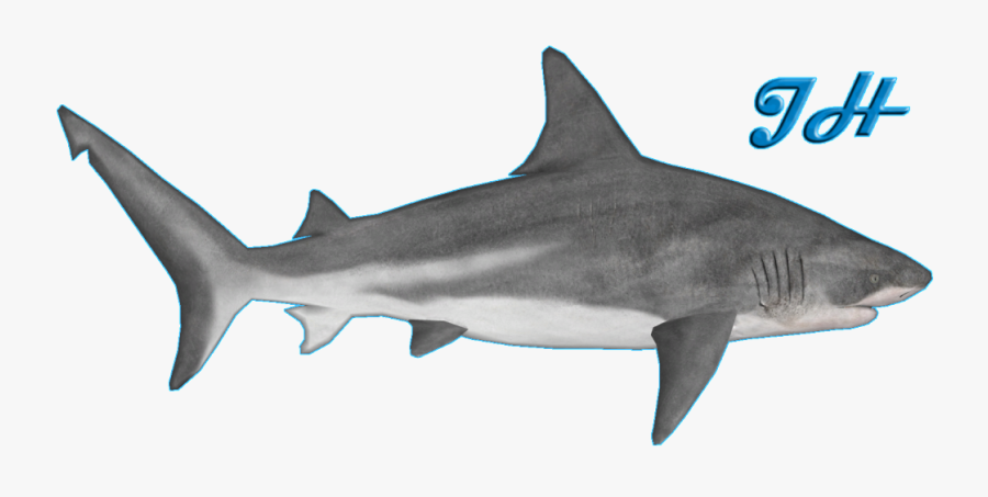 Shark, Transparent Clipart