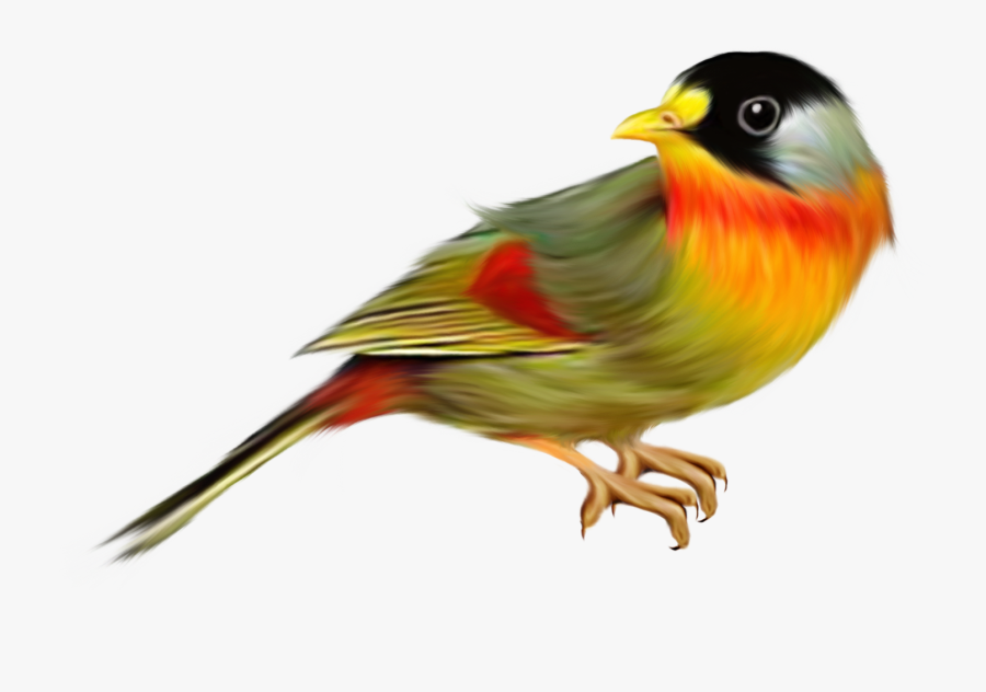 Finches Png, Transparent Clipart