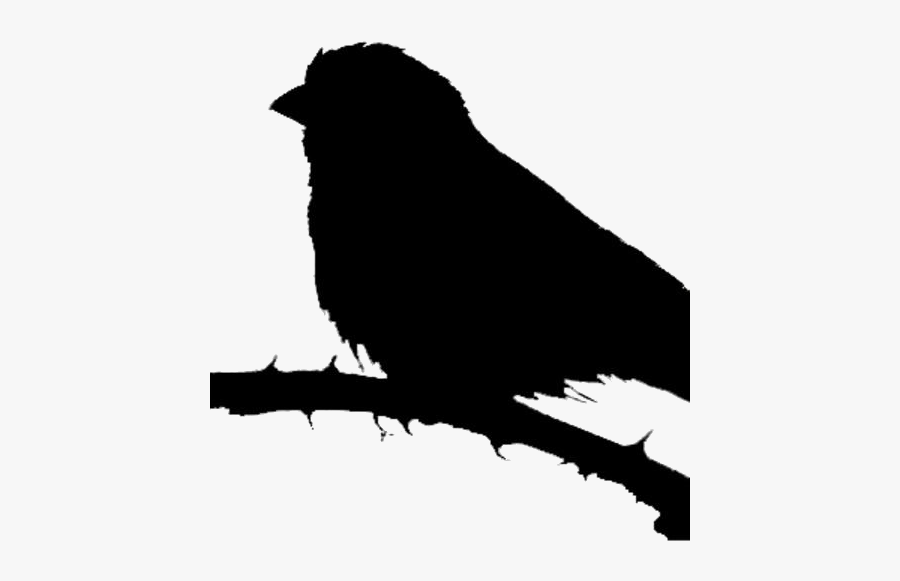 Goldfinch Bird Png Transparent Images - Bird Of Prey, Transparent Clipart