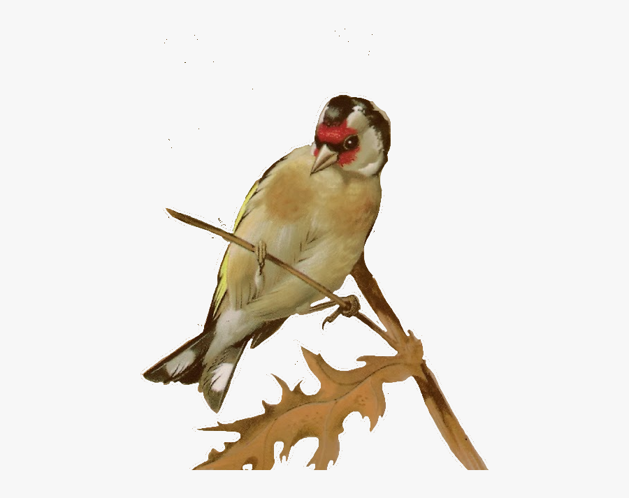 Lovebird, Transparent Clipart