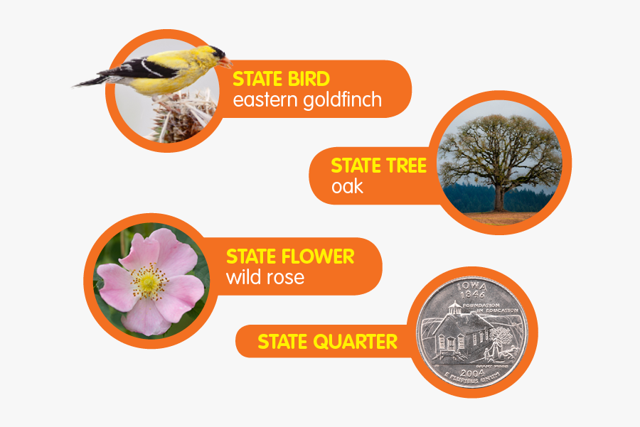 Transparent Goldenrod Flower Clipart - Bird New Jersey State Flower, Transparent Clipart