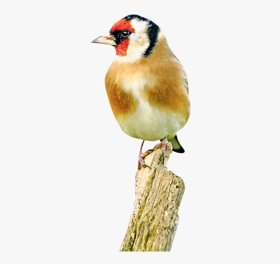 Clip Art The Goldfinch Passaros Pinterest - Finch, Transparent Clipart