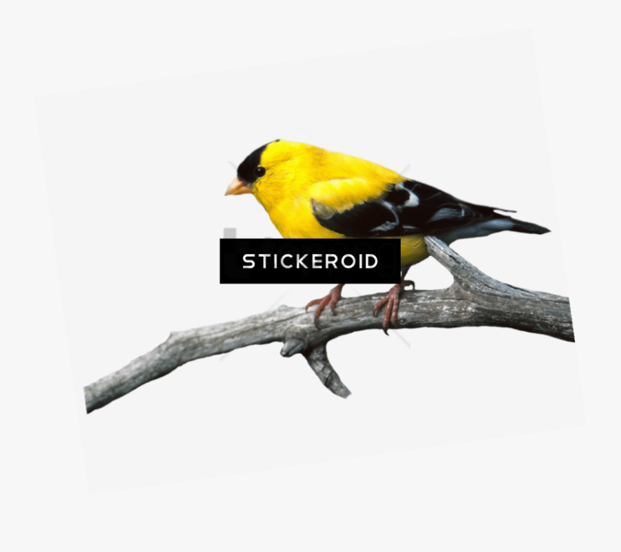 Songbird - Bird On Branch Png, Transparent Clipart