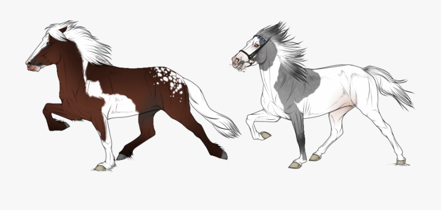 Icelandic Horse Tolt - Icelandic Horse Tolt Drawing, Transparent Clipart