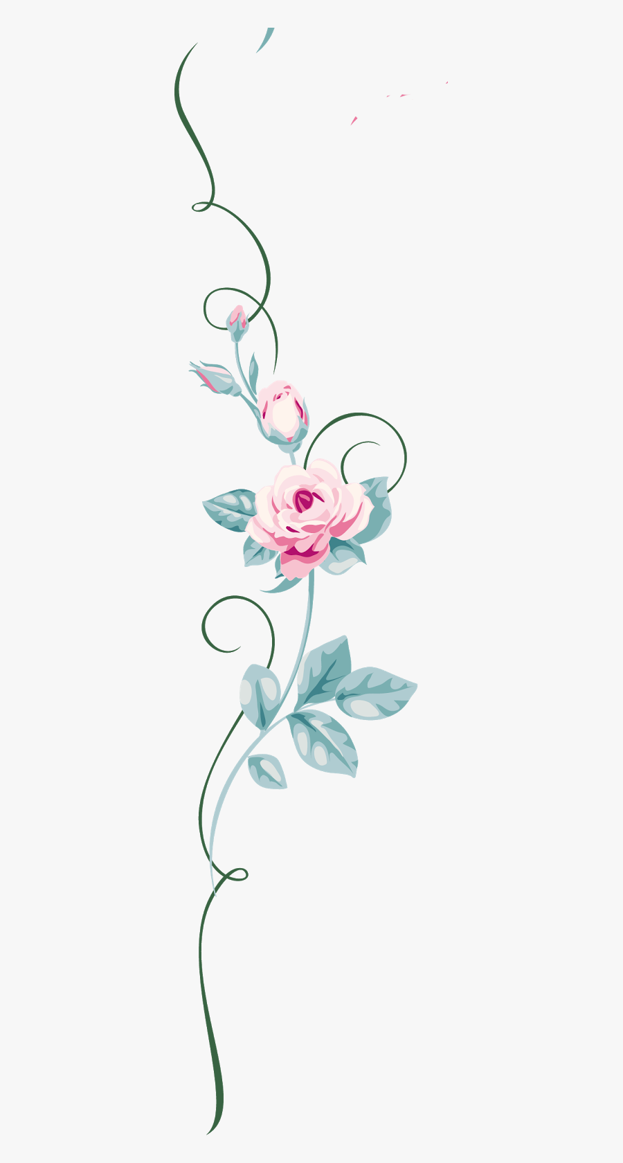 Garden Roses, Transparent Clipart