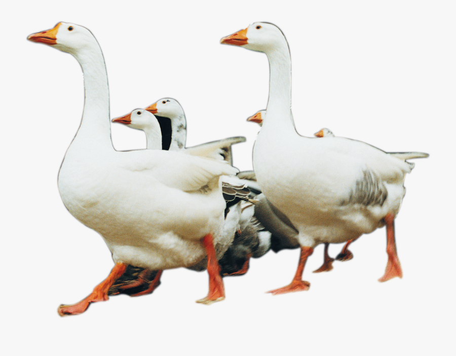 Clip Art Big White Duck - Duck, Transparent Clipart