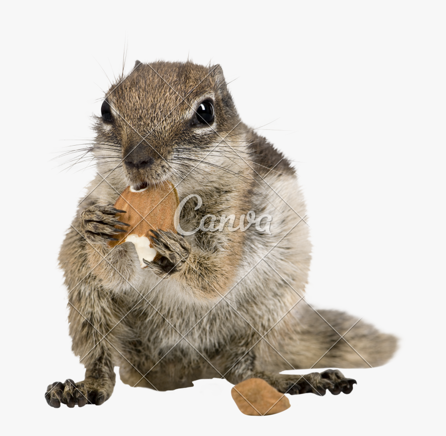 Barbary Ground Squirrel Atlantoxerus Getulus Studio - Fox Squirrel, Transparent Clipart
