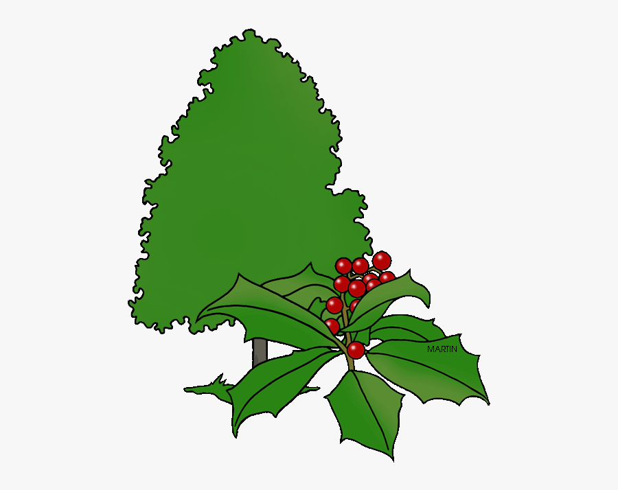 State Tree Of Delaware - Delaware's Tree Clip Art, Transparent Clipart