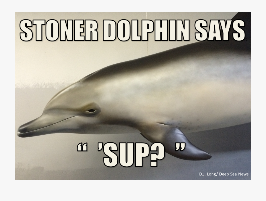 Miami Dolphins Cocaine Memes, Transparent Clipart