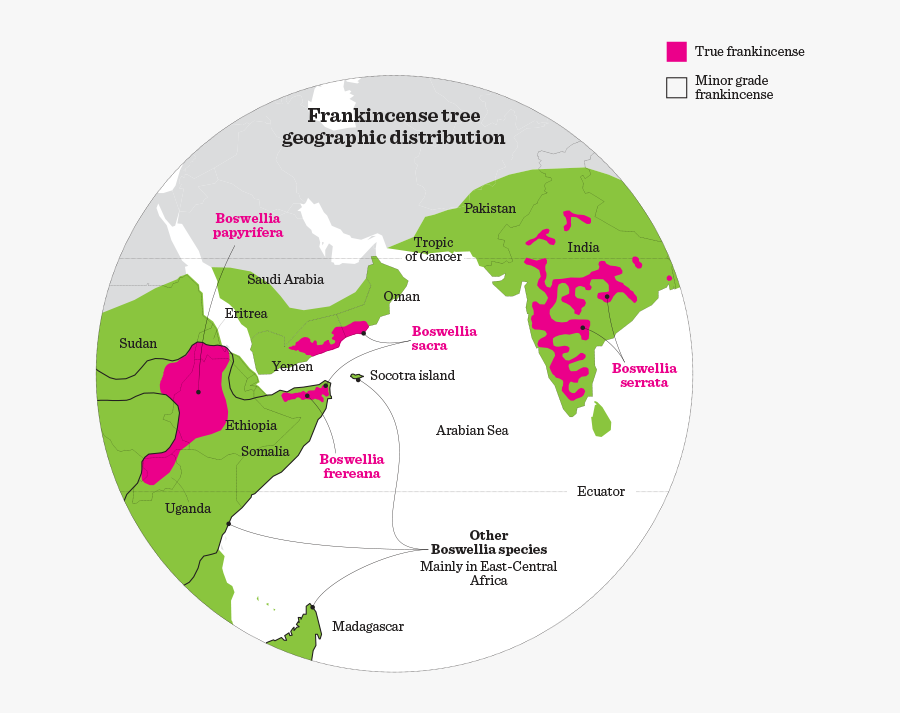 Clip Art Frankincense Tree - Boswellia Sacra Map, Transparent Clipart