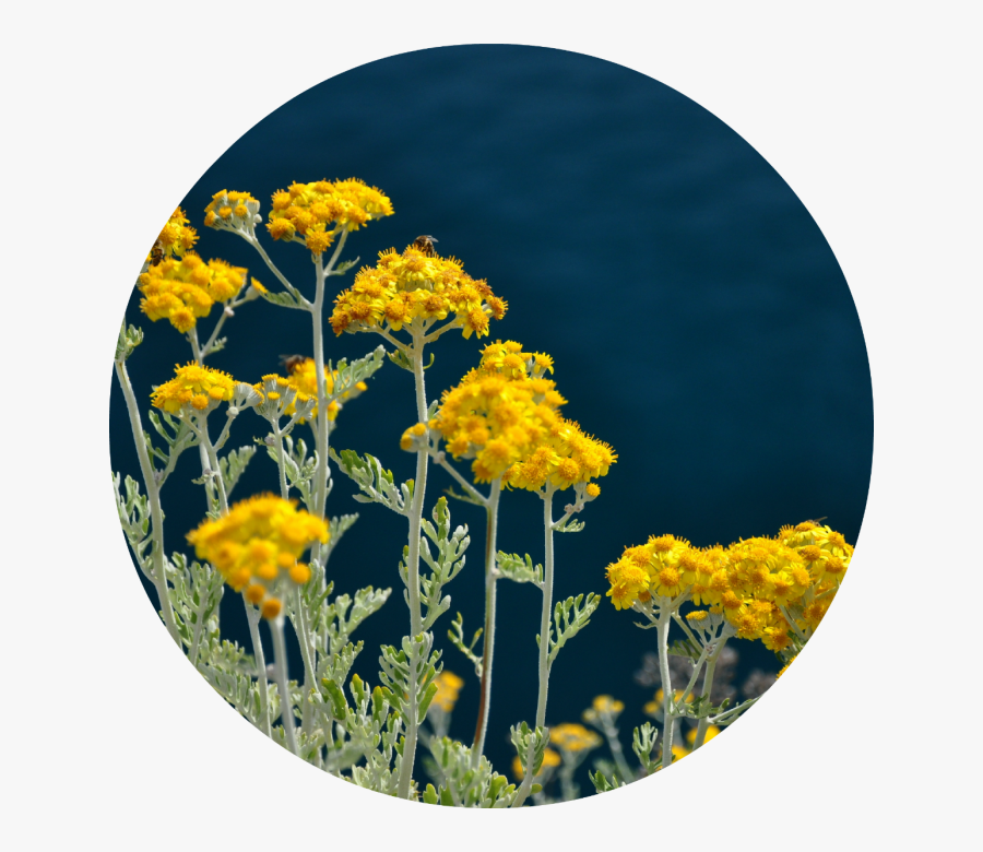 Immortelle, Transparent Clipart