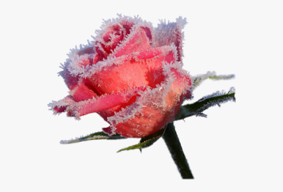 #rose #winter #frost #icy #flowers - Beautiful Rose Snowy, Transparent Clipart