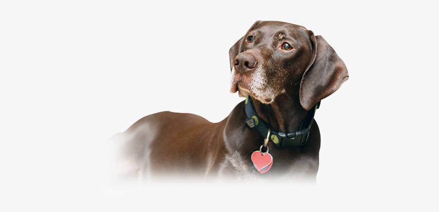 Labrador Retriever Weimaraner Puppy German Shorthaired - German Shorthaired Png, Transparent Clipart