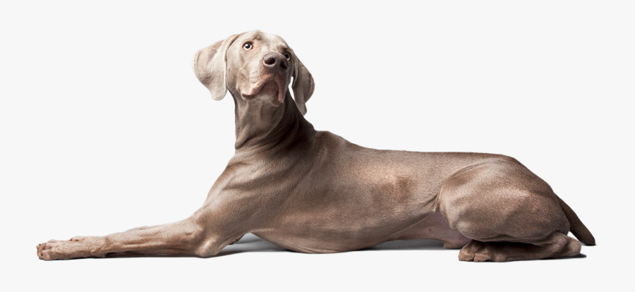 Increases Bone & Tendon Strength - Weimaraner, Transparent Clipart