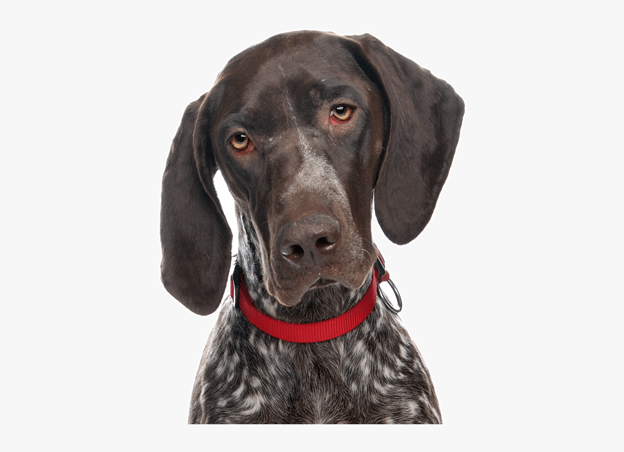 Clip Art Ghost Dog Breed - German Shorthaired Pointer Png, Transparent Clipart