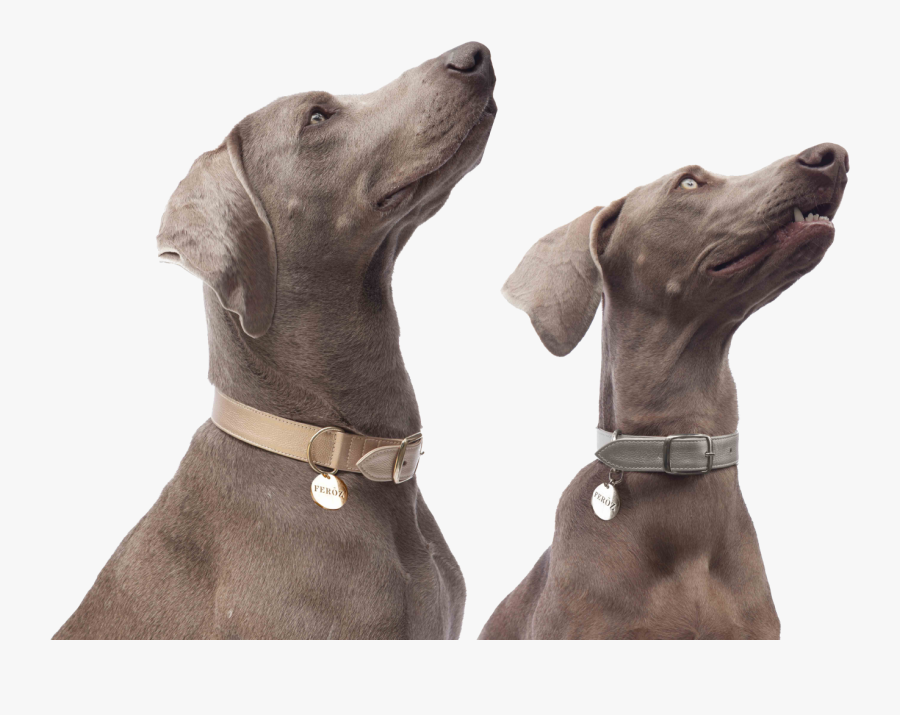 Transparent Perritos Png - Weimaraner, Transparent Clipart