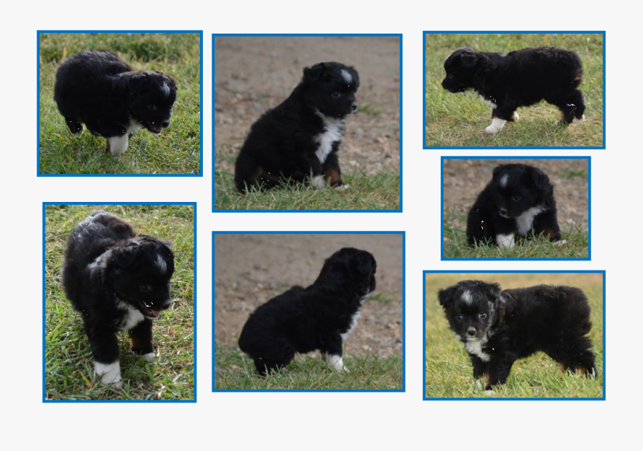 Clip Art Ghost Dog Breed - Companion Dog, Transparent Clipart