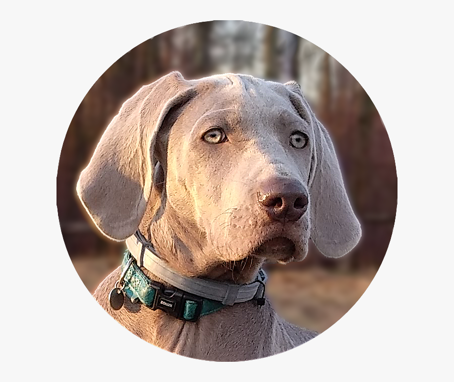 Transparent Clifford The Big Red Dog Png - Weimaraner, Transparent Clipart