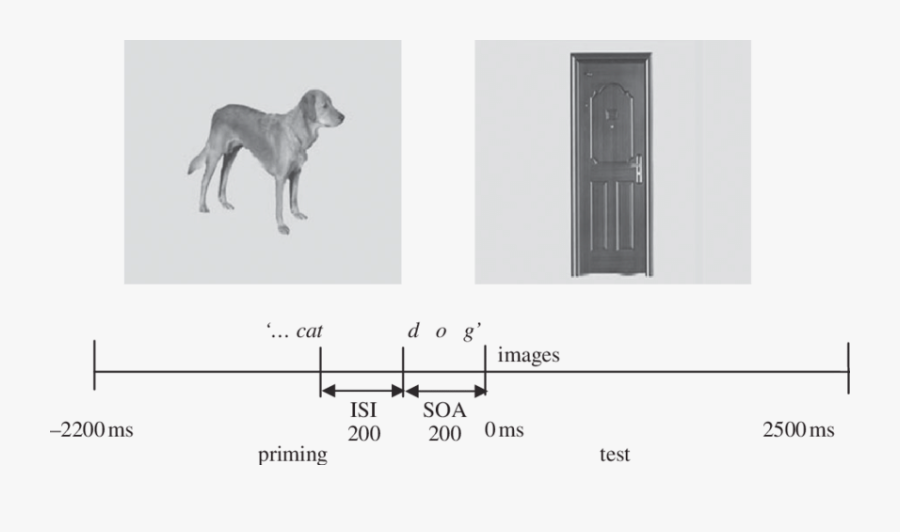 Example Of A Trial Sequence And The Four Conditions - Weimaraner, Transparent Clipart