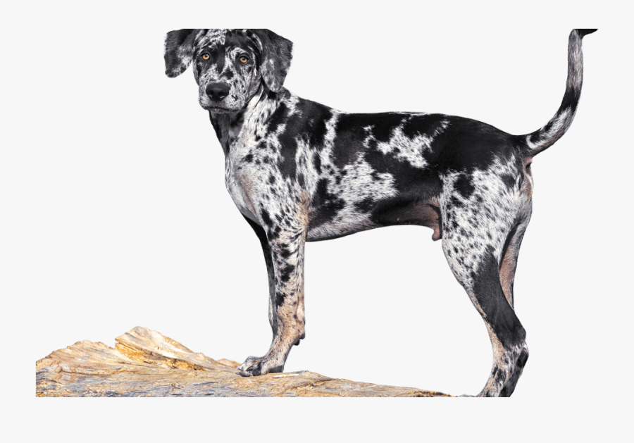 Transparent Great Dane Clipart - Dalmatian, Transparent Clipart