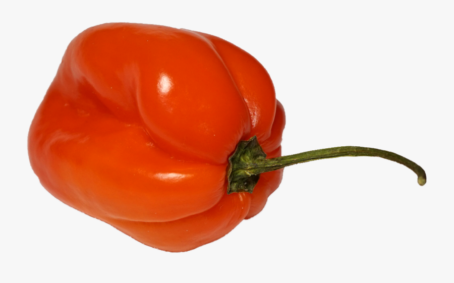 File - Habanero - Wikimedia Commons - Habanero Pepper Transparent Background, Transparent Clipart