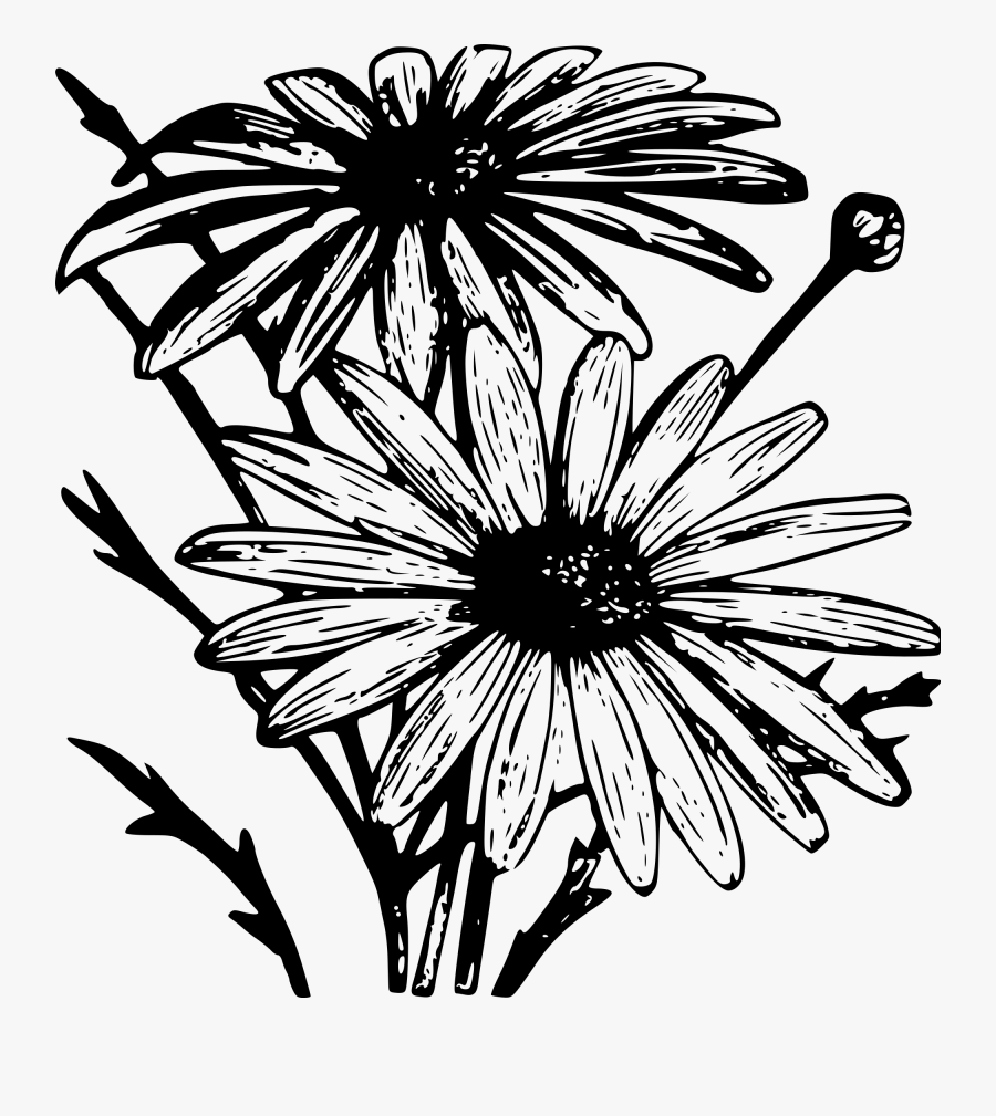 Collection Of Free Chrysanthemum Drawing Download On - Drawing, Transparent Clipart