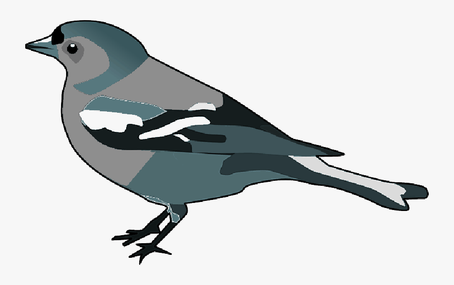 Download Finch Transparent Background - Galapagos Islands Finch Clipart, Transparent Clipart