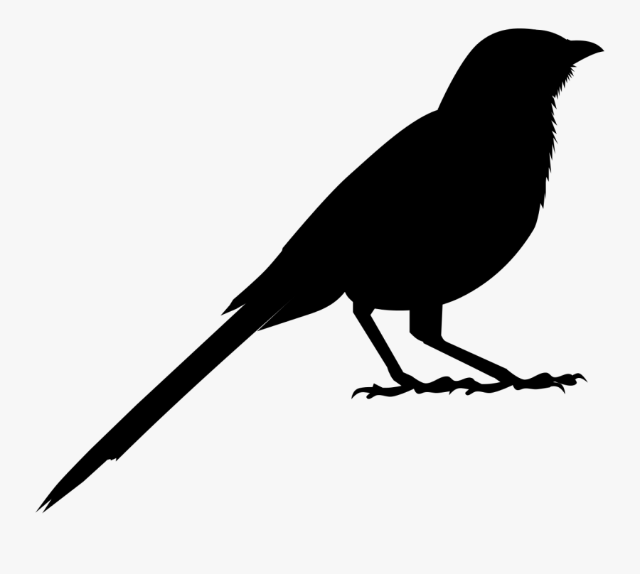 American Crow Clip Art Fauna Silhouette Common Raven - Crow, Transparent Clipart