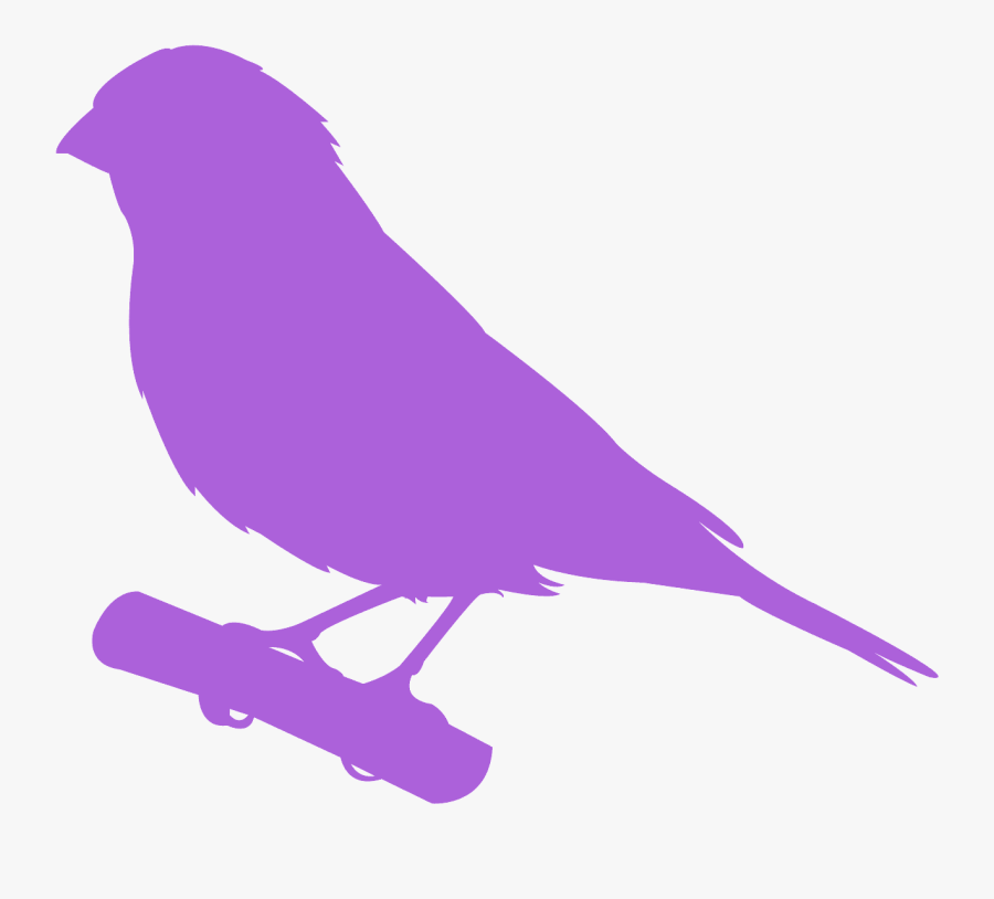 Old World Flycatcher, Transparent Clipart