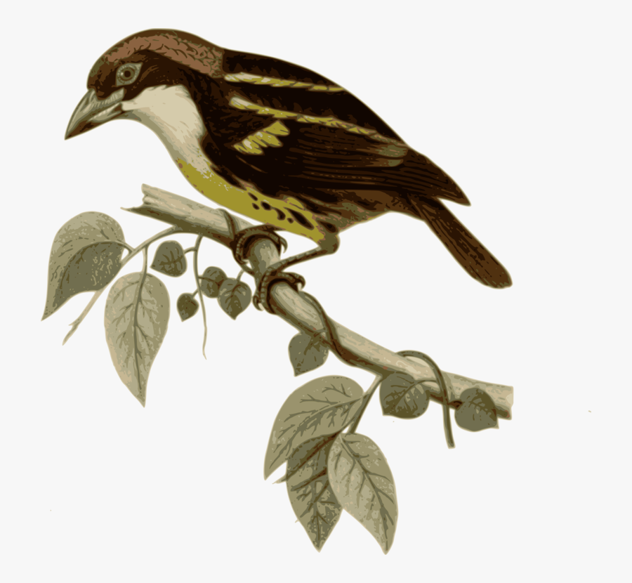Perching Bird,wildlife,finch - Een Theeblad Met Vogels, Transparent Clipart