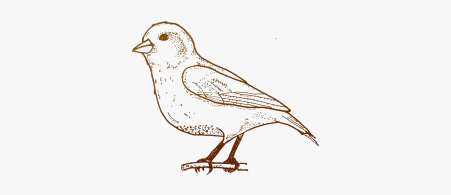 Finch Png Transparent Image For Download - House Sparrow, Transparent Clipart