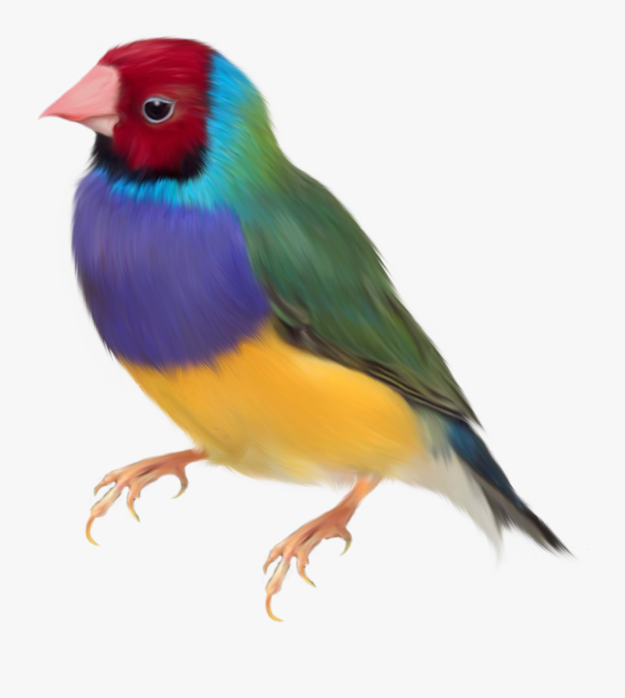 Transparent Tropical Birds Clipart - Gouldian Finch Png, Transparent Clipart