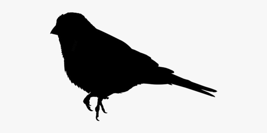 House Finch Stock Photo Png Background - Sea Lion Icon, Transparent Clipart